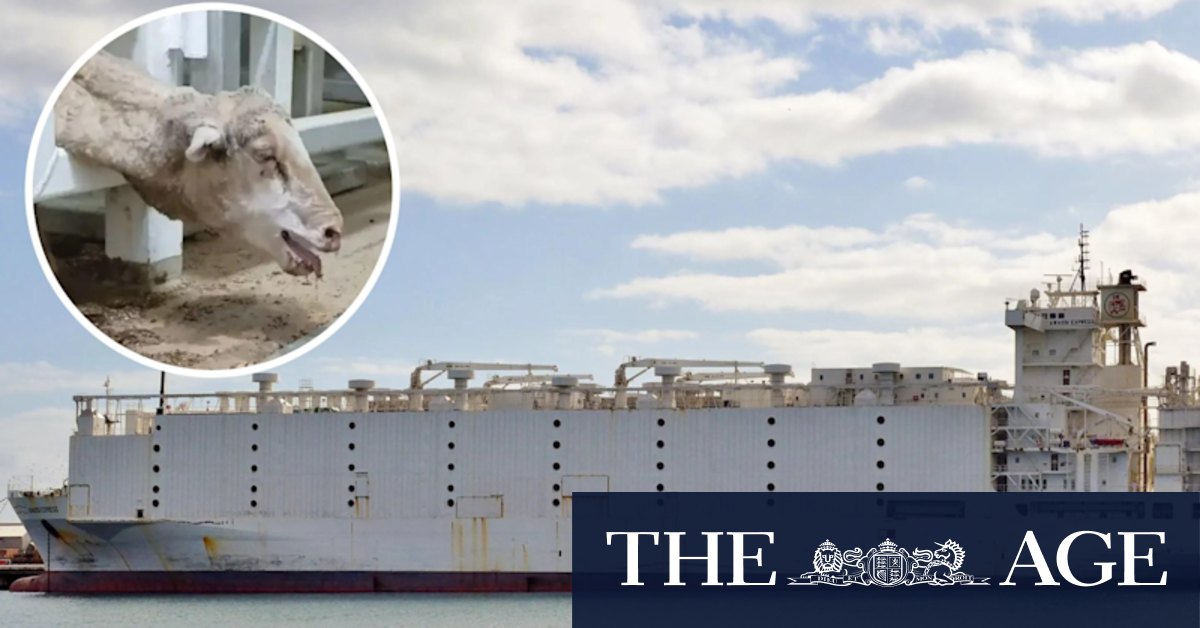 Awassi Express: Live exporter Emanuel Exports to face trial after losing sheep 'cruelty' appeal bid - Vimarsana News
