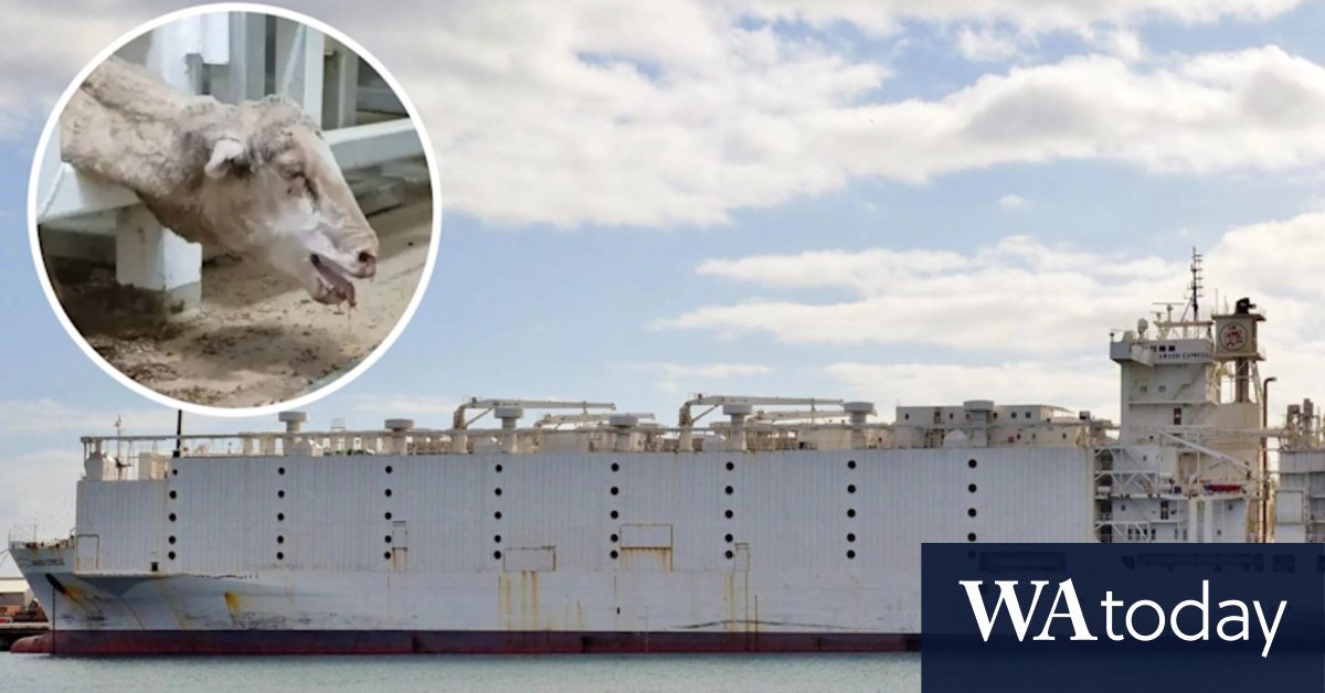 Awassi Express: Live exporter Emanuel Exports to face trial after losing sheep 'cruelty' appeal bid - Vimarsana News