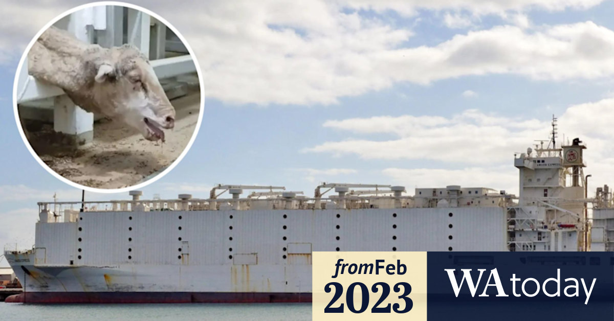 Awassi Express: Live exporter Emanuel Exports to face trial after ...