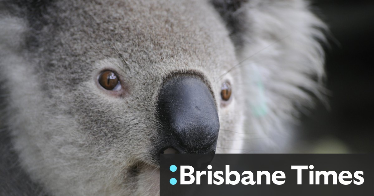 Why this scientist wants you to send him koala poo - Vimarsana News