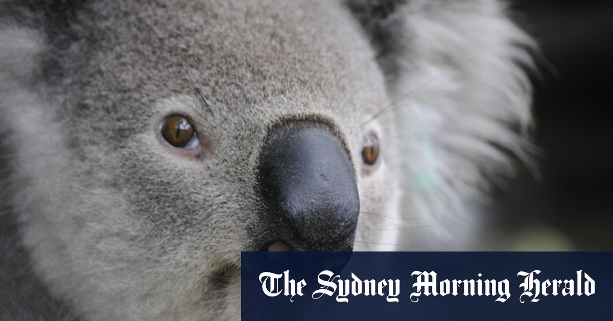 Why this scientist wants you to send him koala poo - Vimarsana News