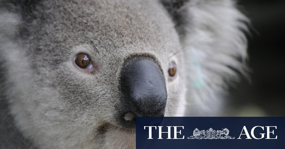 Koala conservation: Why this scientist wants you to send him koala poo - Vimarsana News