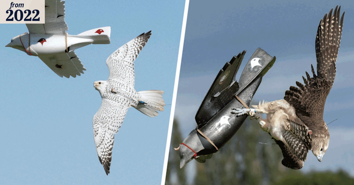 Robotic birds used to train birds of prey for the wild