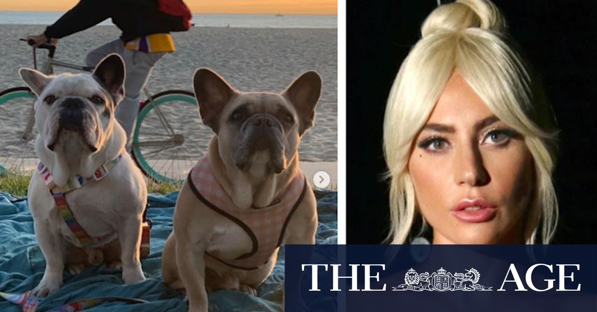 Woman who returned Lady Gaga's French bulldogs among five arrested - Vimarsana News