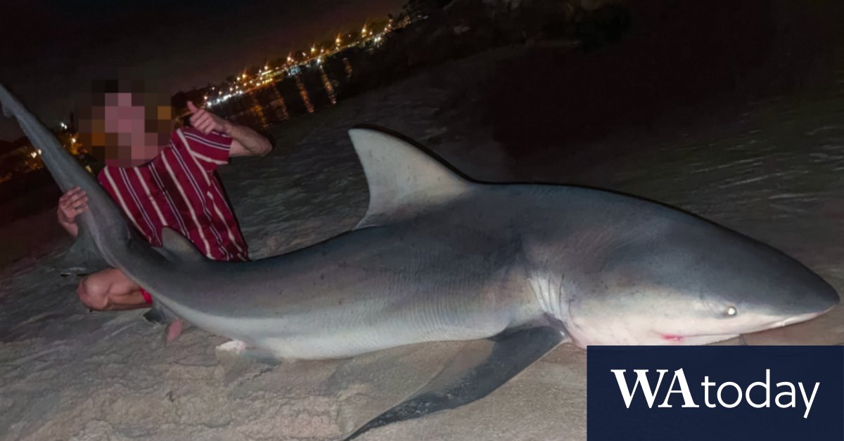Swan River: Huge bull shark caught by Fremantle fishers days after