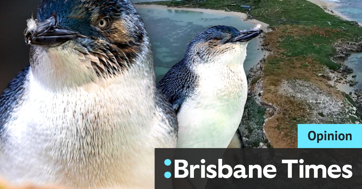 Penguin Island Perth: It's time for a conservation action plan - Vimarsana News