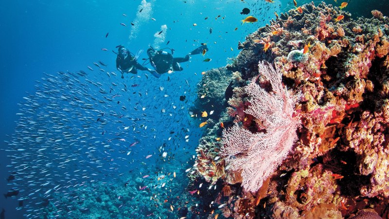 Last summer was so hot on the Great Barrier Reef, even the scientist didn’t believe it