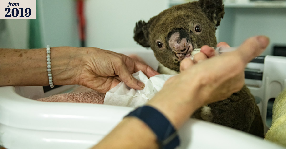 'It's going to be catastrophic': Koala shelters inundated as fire tears ...