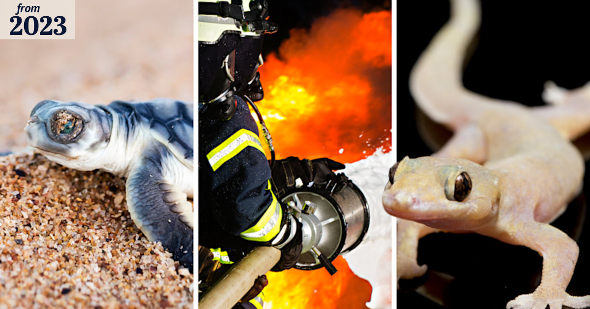 Chevron’s Gorgon subject of DWER probe into flatback turtles, PFAS and ...