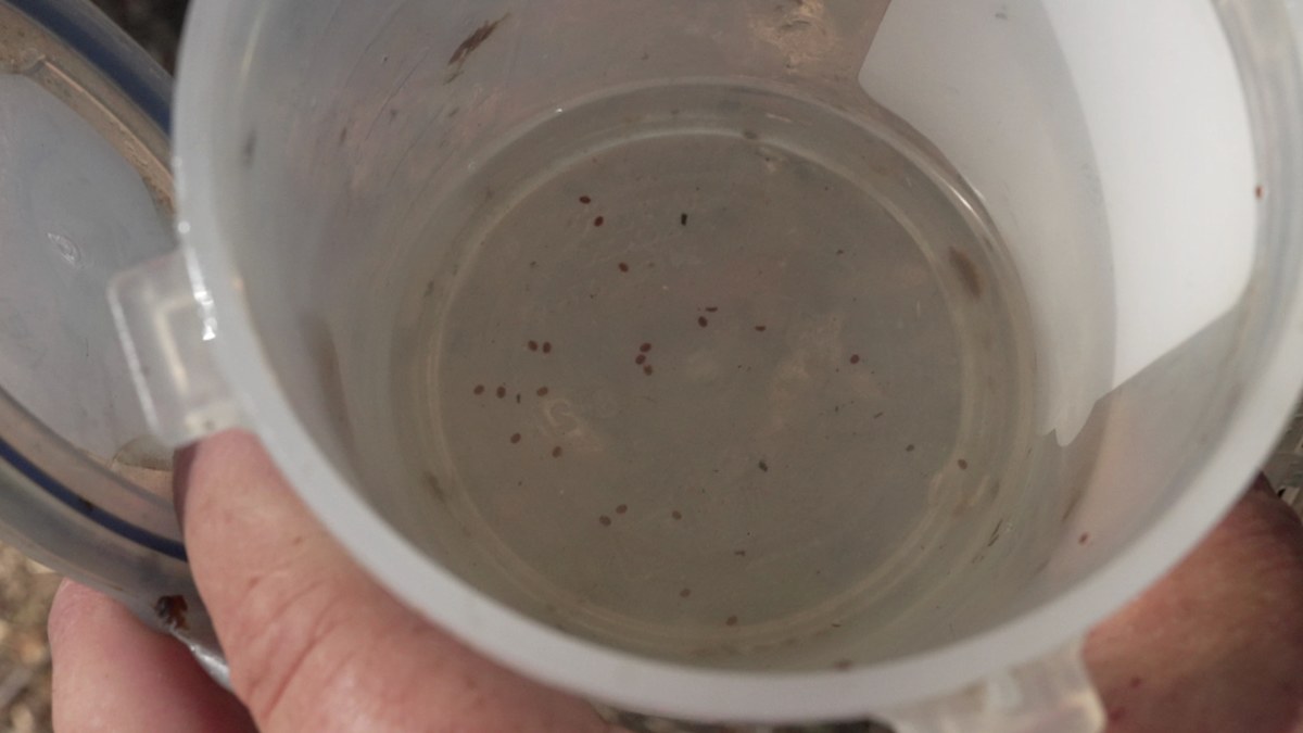 Varroa mite: The deadly parasite threatening Australian food supply ...