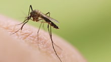 Queenslanders are being warned to brace for a surge in mosquito-borne diseases as travel returns to pre-pandemic levels.