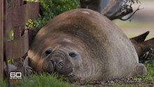 Neil the Seal resting next to his favourite fence at a Tasmanian beachtown.
