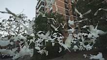 Who is Birdman? It’s the question baffling one Sydney neighbourhood.