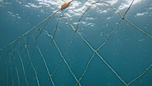 Pepin-Neff claimed shark nets can cause more danger, because fish and marine life trapped in them can attract sharks closer to the shore.