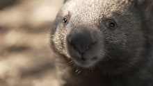 Wombat burrows accidentally sealed shut during council rabbit cull