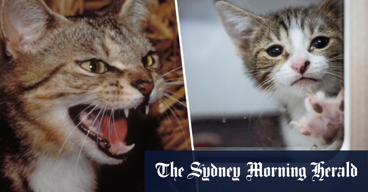 Tanya Plibersek is cracking down on feral cats, but cat lovers say campaign is unfair