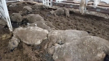 A frame grab from a video showing the carcasses of the sheep that died during a live export trip to the Middle East. 