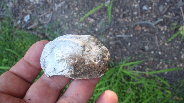 An oyster shell found in Victoria Park, where First Australians camped. 