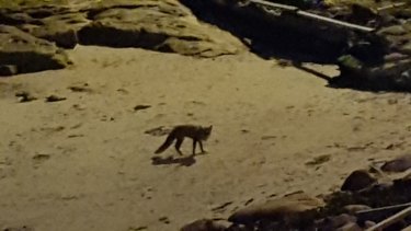 Fox at Gordon's Bay earlier this month.