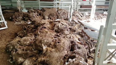Frame grab from a video showing the rotting carcasses of the sheep that died during a live export trip to the Middle East.