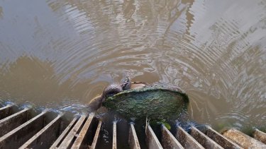 A turtle stuck against the regulator in the waters of Margooya Lagoon. 