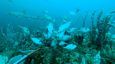 Cape Howe has some of the highest fish diversity of any part of Victorian waters. 