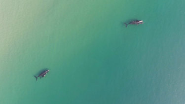 Southern Right whales off Jervis Bay.