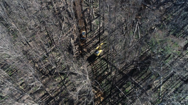Salvage logging south of the Alpine National Park in the Boulun-Deera State Forest, north of Dargo.