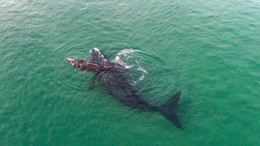 Mother and calf Southern Right whales.