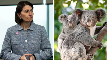 Planning policy related to koalas is threatening to split the government.