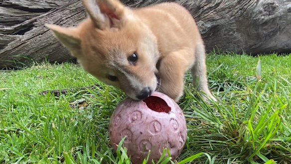 A dingo cub at the Dingo Discovery Sanctuary, Research and Education Centre in the Macedon Ranges.