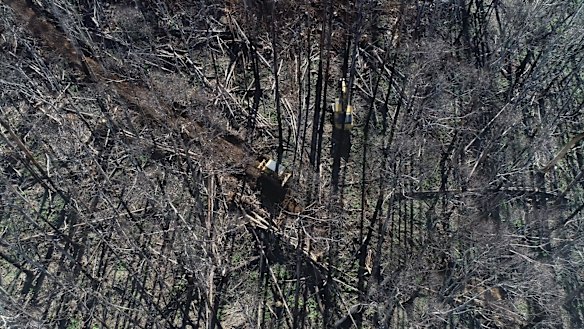 Salvage logging north of Dargo. 