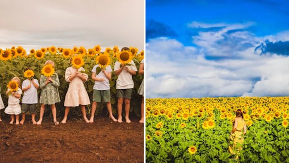 O Kalbar Sunflower Festival oferece oficinas de arte, festas de chá e comida e barracas de mercado com tema de girassol.