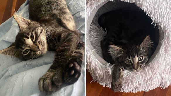 Titan became a viral sensation online and captured hearts around the world.