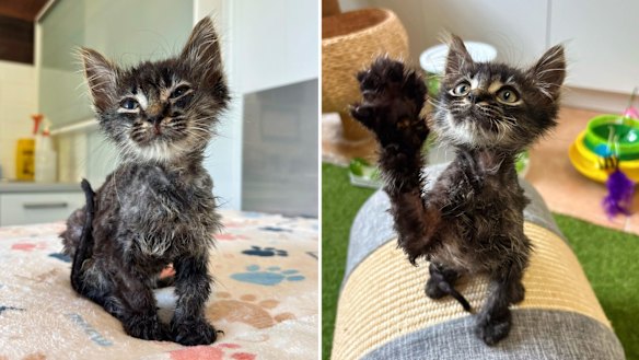 Titan the kitten was found in a vat of industrial glue.