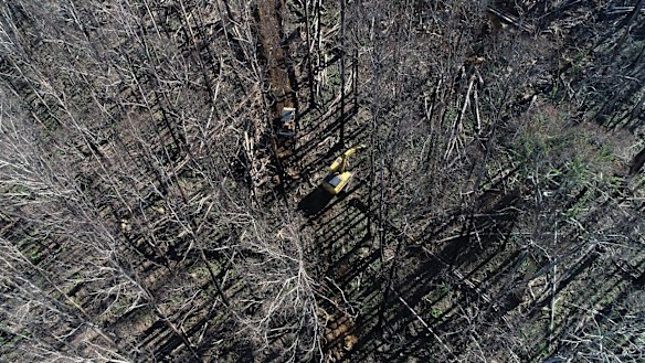 Salvage logging south of Victoria's Alpine National Park.