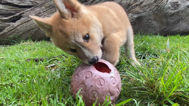 A dingo cub at the Dingo Discovery Sanctuary, Research and Education Centre in the Macedon Ranges.