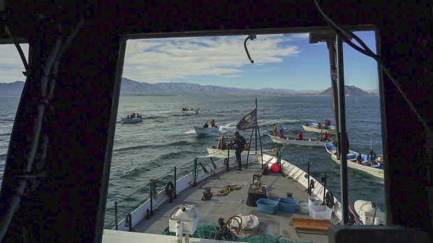The vessel Farley Mowat was surrounded by a group of small fishing boats as it was patrolling to seize illegal gill nets inside the reserve designed to protect the vaquita marina porpoise in Mexico's Gulf of California. 