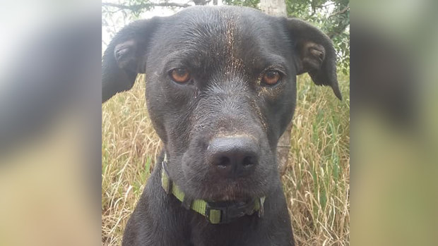 Merlin the kelpie cross was missing for two weeks after being involved in the fatal crash.   