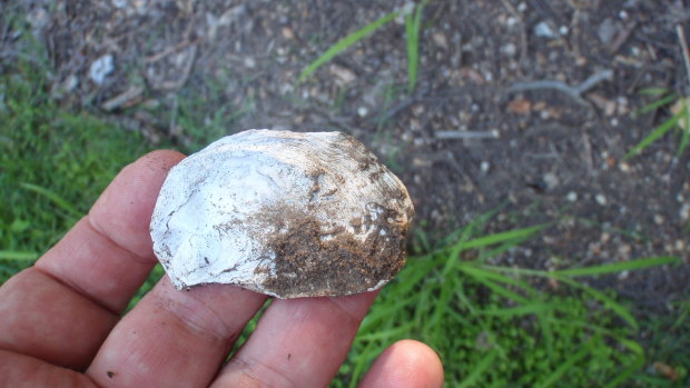An oyster shell found in Victoria Park, where First Australians camped. 