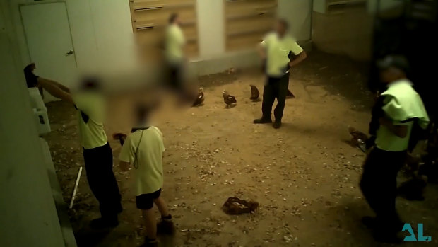 Secret vision taken inside a chicken farm has revealed animal cruelty. 