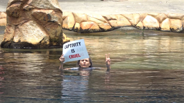 Protesters invaded the pool at Sea World on the Gold Coast on Saturday.