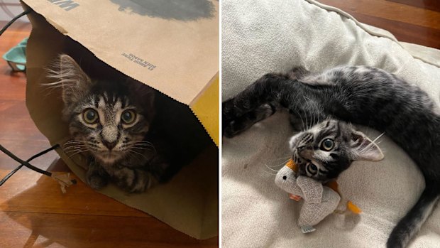 Titan já está instalado em sua nova família.