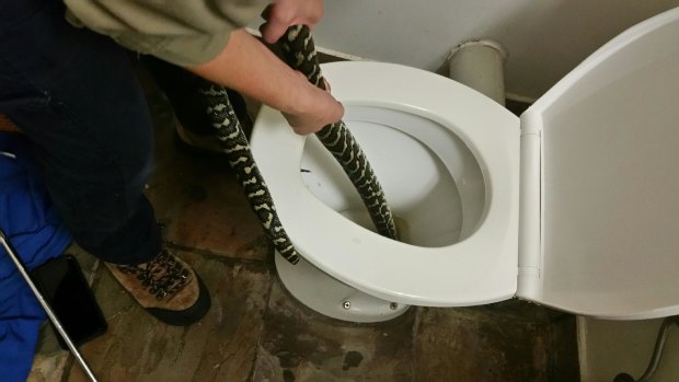 Snake catcher Jasmine Zeleny pulls a carpet python out of a toilet in Brisbane after the snake bit Canberra woman Helen Richards.