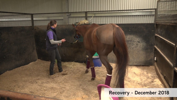 Laura Dixon with Kings Will Dream at the Dowling Equine Centre.