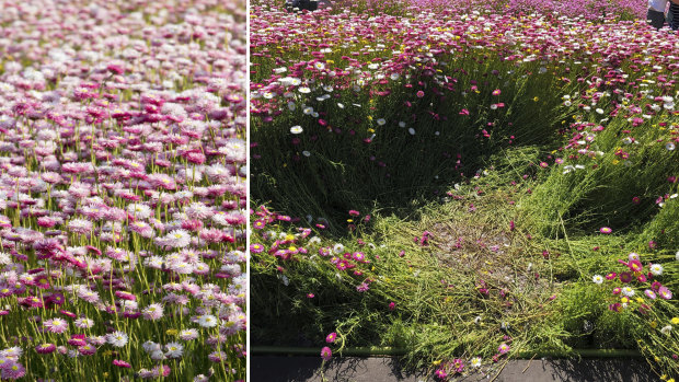 Paper daisy display at the Australian Botanic Garden Mount Annan. Left shows the display in 2017. Right shows trampled parts of the display from people taking selfies on Saturday and Sunday.