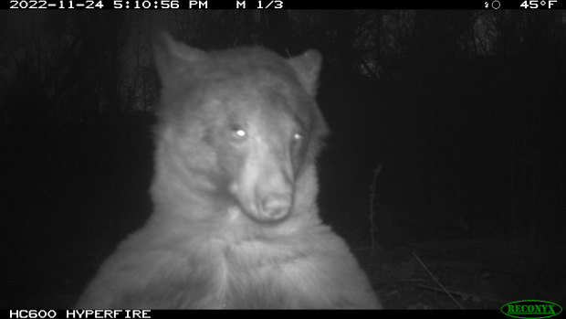 Boulder'da bir ayı, Kasım 2022'de bir vahşi yaşam bekçisinin kamera tuzağını keşfetti.