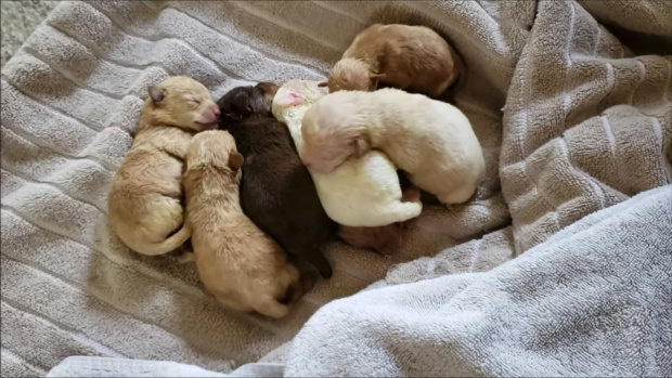 The puppies that were dumped.