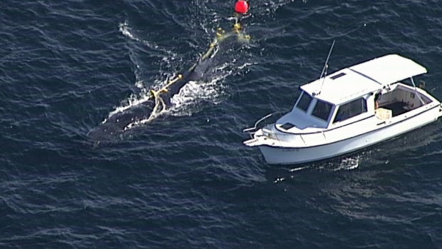 Authorities were notified of the whale's entanglement last Sunday.
