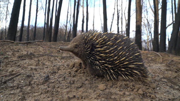 Nearly 3 billion animals were killed or displaced in the 2019-20 fires. 